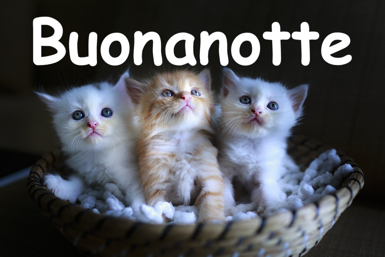 tre gattini squisiti dentro una cesta con batufoli di cotone bianco 